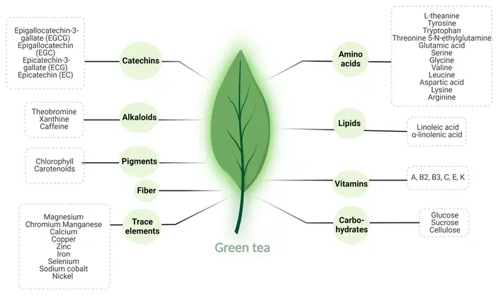 15 Science-Proven Anti-Aging Foods That Supercharge Your Vitality 11 Green Tea: The Centenarian's Beverage