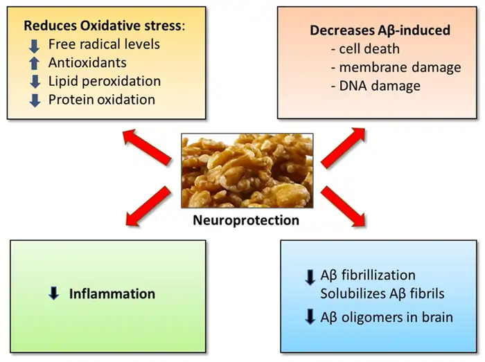 15 Science-Proven Anti-Aging Foods That Supercharge Your Vitality 6 Walnuts: Brain-Shaped Brain Food