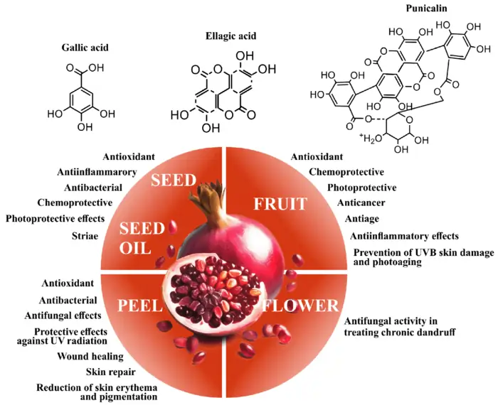 15 Science-Proven Anti-Aging Foods That Supercharge Your Vitality 16 Pomegranates: The Ancient Youth Fruit