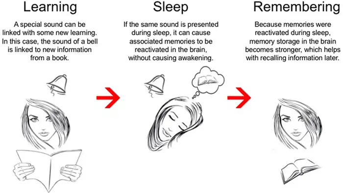 The Hidden Benefits of Naps: What Science Says About Your Brain's Recovery 3 Memory Enhancement: How Naps Strengthen Learning