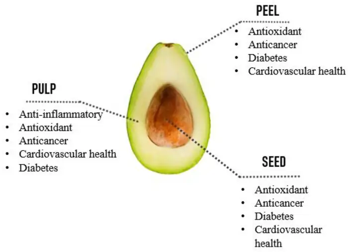 15 Science-Proven Anti-Aging Foods That Supercharge Your Vitality 13 Avocados: Nature's Anti-Aging Fruit