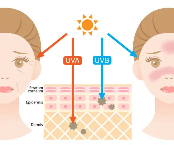 Does Blue Light Damage Skin? The Hidden Truth Your Screen Won't Tell You 2 The Science Behind Blue Light Skin Damage