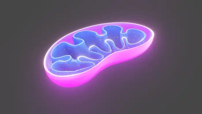 Biological Aging: Shocking Molecular Shifts Begin at 30 5 Mitochondrial efficiency decline