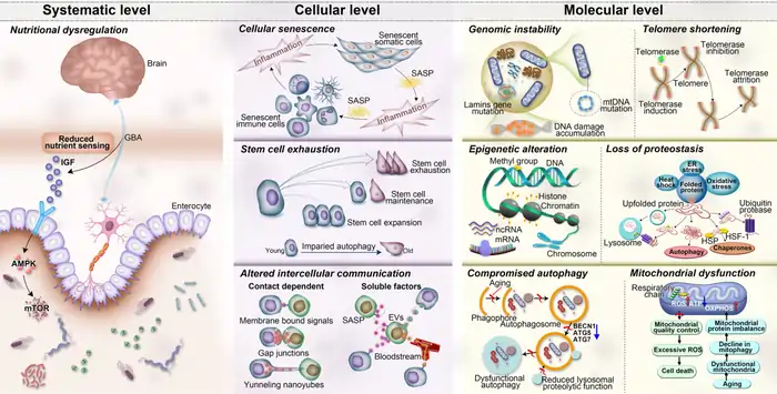 Biological Aging: Shocking Molecular Shifts Begin at 30 6 How Molecular Changes Accelerate
