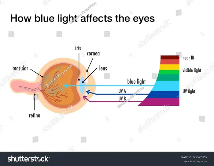 Does Blue Light Damage Skin? The Hidden Truth Your Screen Won't Tell You 3 Discover science-backed anti-aging strategies for optimal wellness after 40. Expert insights on hormones, nutrition, and longevity. Does Blue Light Damage Skin? The Hidden Truth Your Screen Won't Tell You