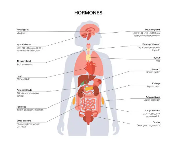 The Science-Backed Guide to Biohacking for Women 2 The Foundation of Women's Biohacking