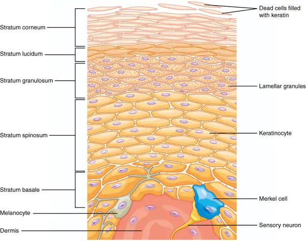 Shocking Science of Anti Aging Skincare effectiveness: What Research Says 2 Skin Structure and Function