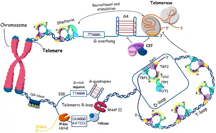 Biological Aging: Shocking Molecular Shifts Begin at 30 3 The Beginning of Cellular Aging
