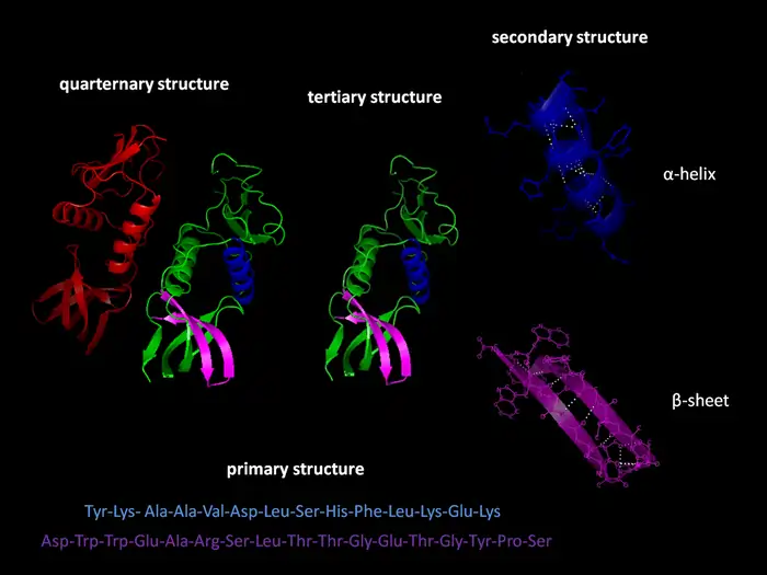 Biological Aging: Shocking Molecular Shifts Begin at 30 7 Age-Related Protein Changes