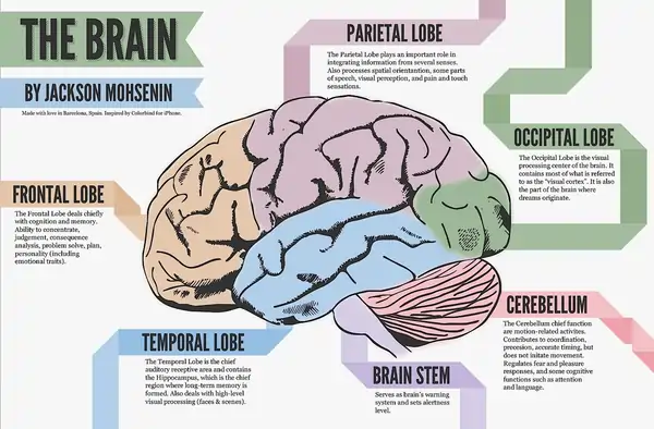 Mind Over Body: The Science Behind How Your Thoughts Control Aging 2 The Science of Mind Over Matter Psychology