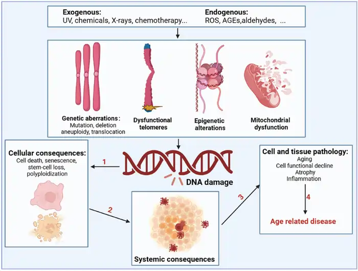 Biological Aging: Shocking Molecular Shifts Begin at 30 2 What Happens at the Molecular Level