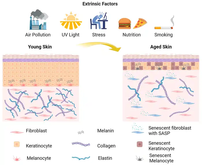 Hidden Molecular Mechanisms of Cellular Aging: New Research Reveals Key Molecular Pathways 2 Limitations of Current Anti-Aging Strategies