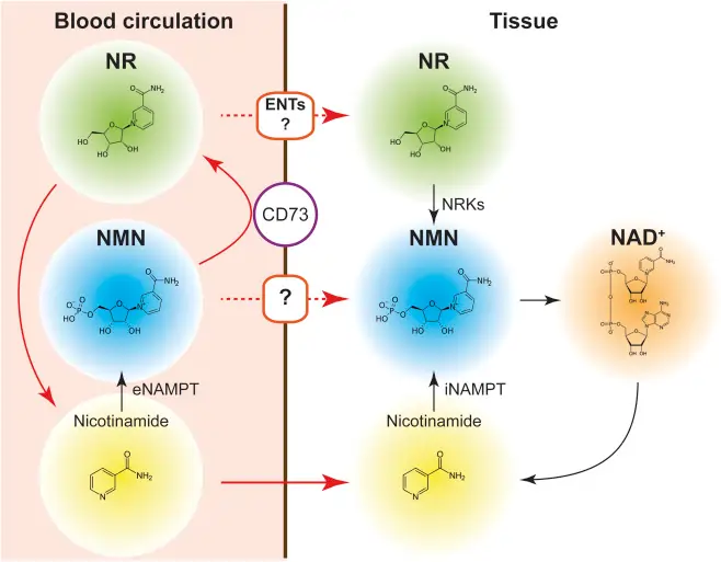 Bioavailability and Absorption Efficiency