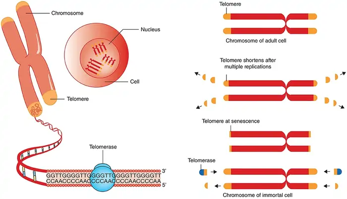 10 Shocking Truths About Telomere Length and Aging 3 How Telomerase Maintains Telomere Length