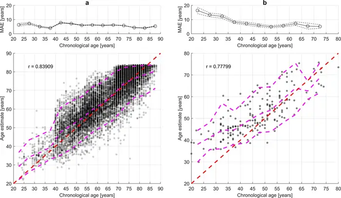 Sleep Apnea and Aging: The Hidden Connection to Accelerated Aging 9 Age-Specific Effects of Sleep Apnea