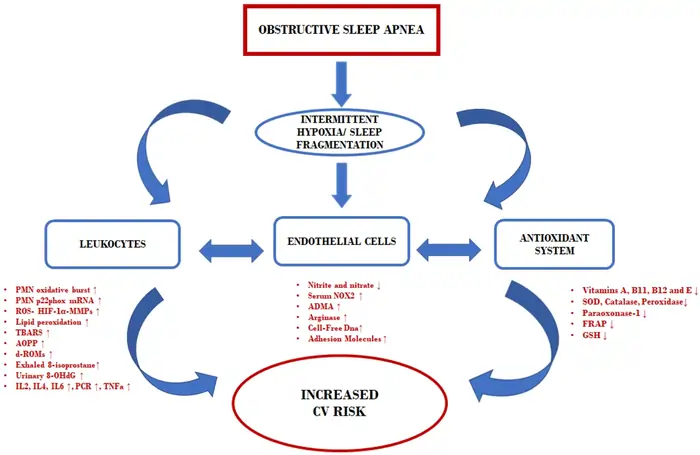 Sleep Apnea and Aging: The Hidden Connection to Accelerated Aging 6 Biological Mechanisms Linking OSA to Aging
