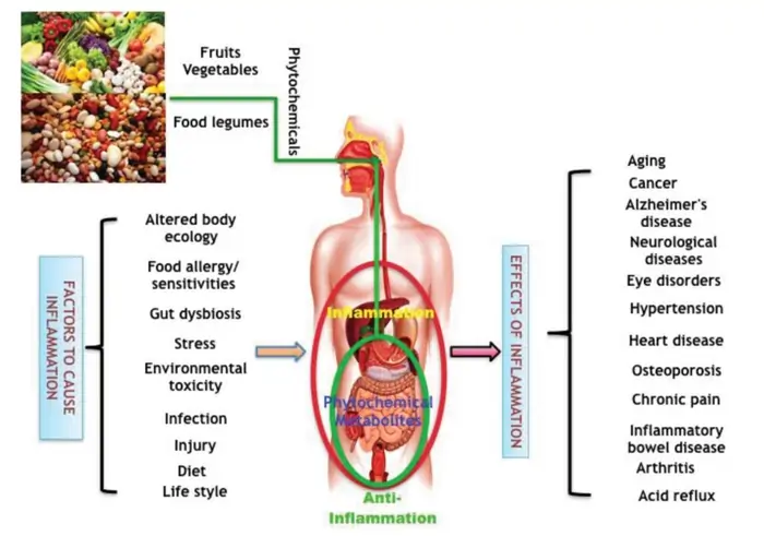 The Anti-Inflammatory Diet Plan: Guide to Natural Healing 3 The science behind the anti-inflammatory diet Plan