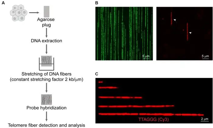 10 Shocking Truths About Telomere Length and Aging 5 Limitations of Telomere Length as a Biomarker