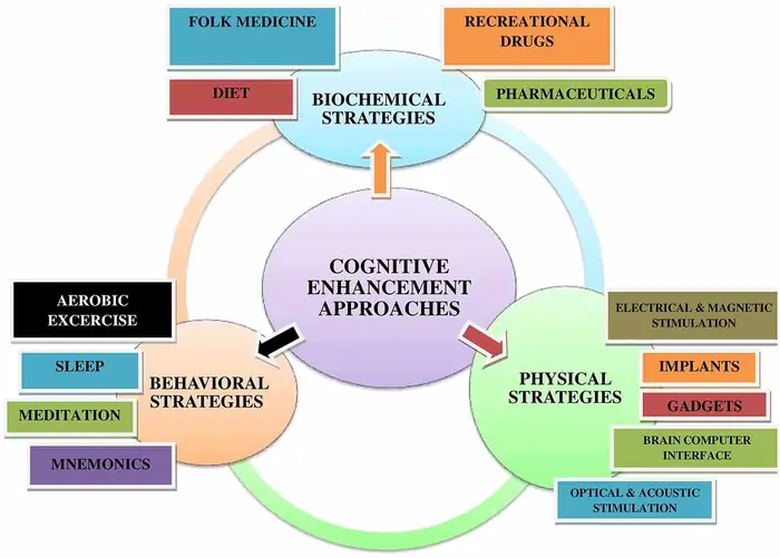Biohacking Longevity Interventions: A Science-Based Guide to Extending Healthspan 11 Cognitive Enhancement