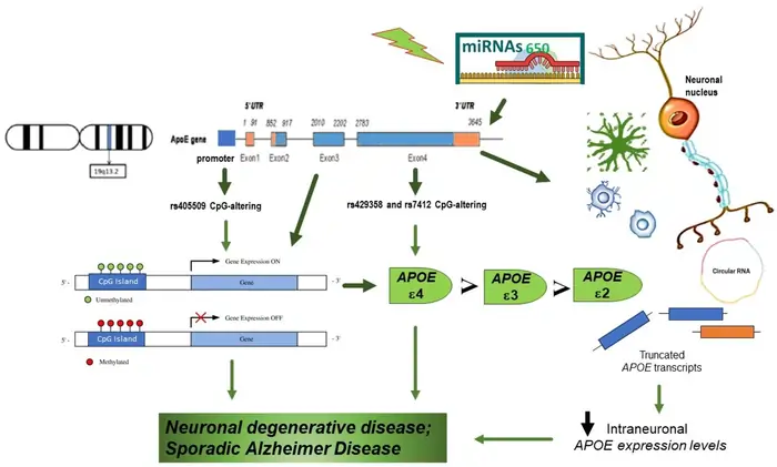 Is Longevity Genetic? 11 Studies That Reveal Your Control Over Aging 4 APOE Variants and Aging
