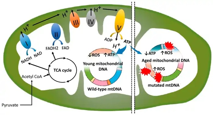What Are The Functions of Mitochondria: A Shocking Age Predictor 4 diagram of mitochondria and mitochondria