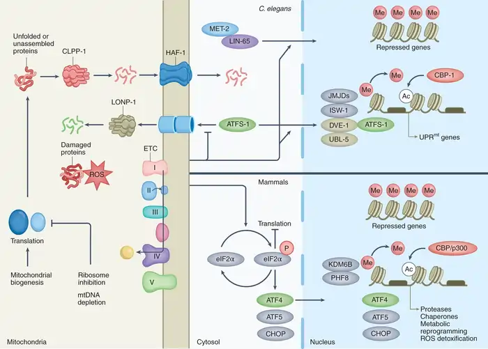 What Are The Functions of Mitochondria: A Shocking Age Predictor 8 How Mitochondria Predict Your Biological Age