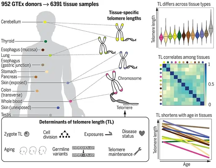 Is Longevity Genetic? 11 Studies That Reveal Your Control Over Aging 12 Telomere Length and Heritability