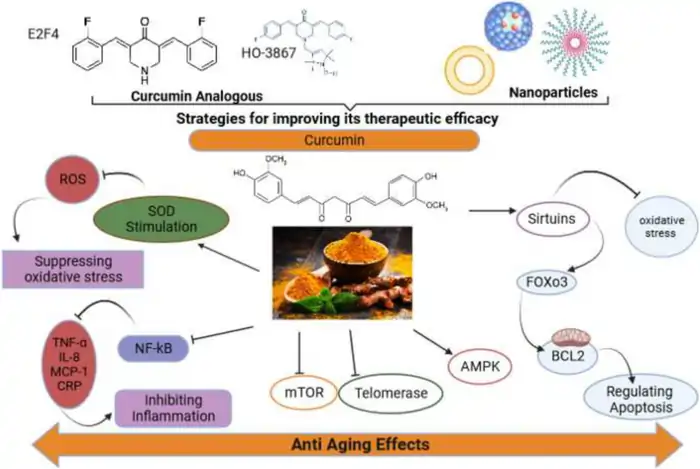 Best Anti-Aging Herbal Supplements Review 2 Discover science-backed anti-aging strategies for optimal wellness after 40. Expert insights on hormones, nutrition, and longevity. Best Anti-Aging Herbal Supplements Review