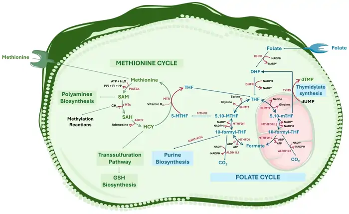 7 Best Telomerase Boosting Foods That May Lengthen Your Telomeres in 2025 3 Spinach