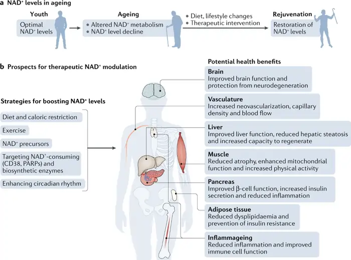 Understanding NAD+ and Its Role in Aging