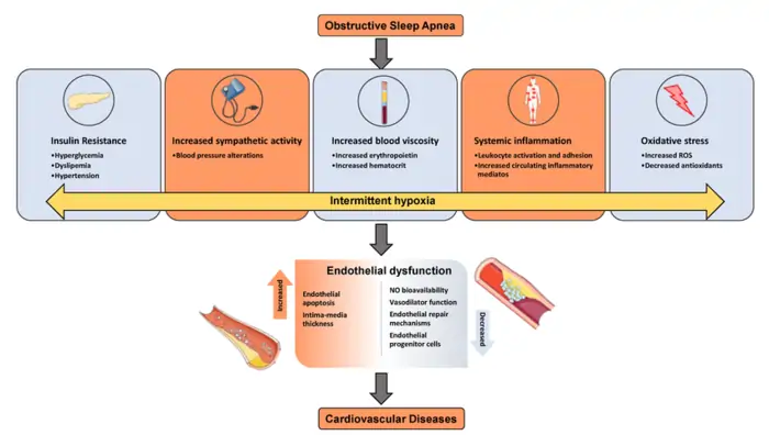 Sleep Apnea and Aging: The Hidden Connection to Accelerated Aging 3 How Sleep Apnea Affects the Body