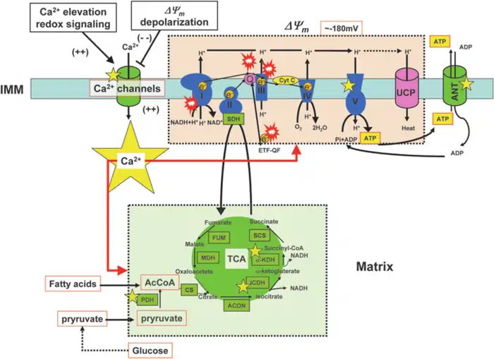 What Are The Functions of Mitochondria: A Shocking Age Predictor 5 a diagram of a cell membrane