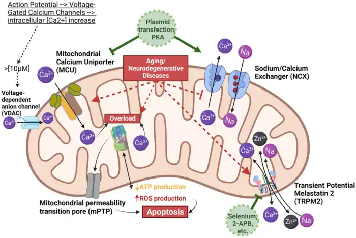 What Are The Functions of Mitochondria: A Shocking Age Predictor 2 a diagram of a cell