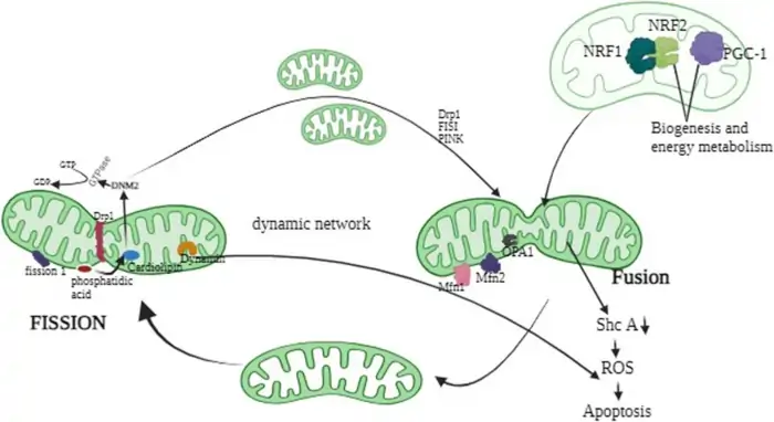 What Are The Functions of Mitochondria: A Shocking Age Predictor 6 Mitochondrial Dynamics: Fission, Fusion, and Quality