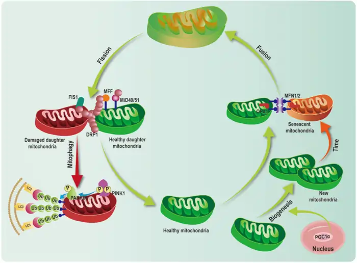 What Are The Functions of Mitochondria: A Shocking Age Predictor 7 Mitophagy and Biogenesis: The Balancing Act