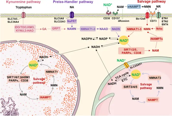 How NMN and NR Work in the Body