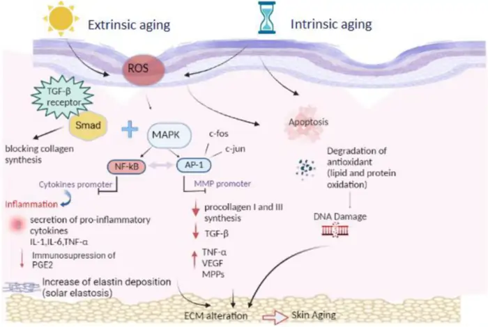 Biological Mechanisms Behind Yoga’s Anti-Aging Effects