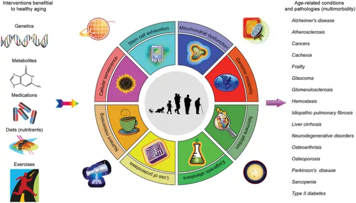 Biohacking Longevity Interventions: A Science-Based Guide to Extending Healthspan 2 The Science Behind Longevity Interventions