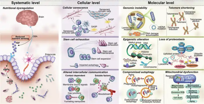 Longevity Science : A Comprehensive Guide 2 Biomarkers of Aging