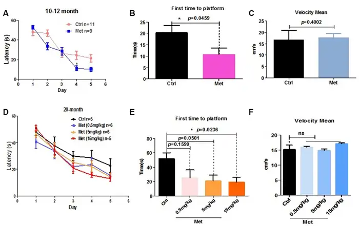 Metformin and Longevity: 8 Powerful Insights Backed by Science 5 Rodent Studies: Gender, Dose, and Age-Dependent Effects