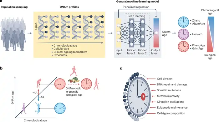 10 Shocking Truths About Telomere Length and Aging 6 Complementary Use of Telomeres and Epigenetic Clocks
