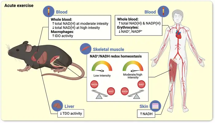 What Are The Functions of Mitochondria: A Shocking Age Predictor 9 Reverse Mitochondrial Aging