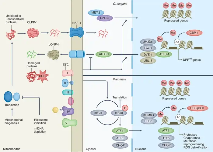 Is Longevity Genetic? 11 Studies That Reveal Your Control Over Aging 8 Mitochondrial DNA and Longevity