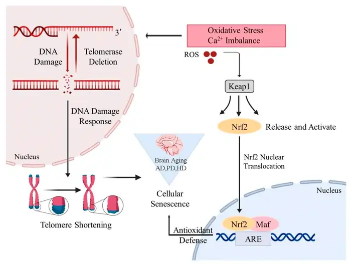 7 Best Telomerase Boosting Foods That May Lengthen Your Telomeres in 2025 7 Green Tea
