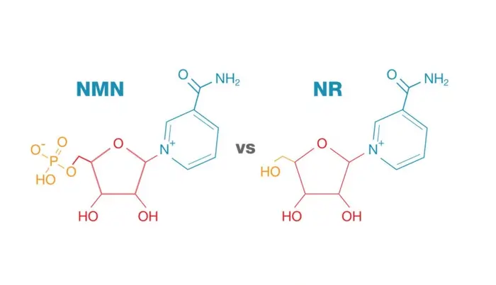 Molecular Differences Between NMN and NR