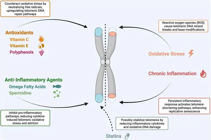 7 Best Telomerase Boosting Foods That May Lengthen Your Telomeres in 2025 5 Berries