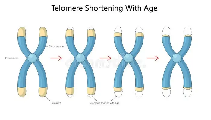 10 Shocking Truths About Telomere Length and Aging 2 Telomeres and Their Role in Cellular Aging