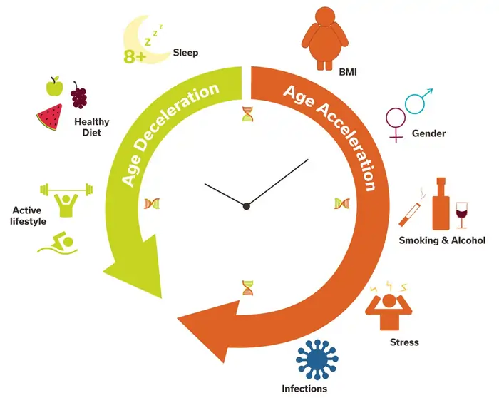 Sleep Apnea and Aging: The Hidden Connection to Accelerated Aging 5 The Concept of Accelerated Aging
