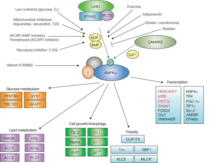 Metformin and Longevity: 8 Powerful Insights Backed by Science 3 AMPK Activation and Cellular Energy Regulation